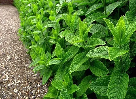 خرید گیاه دارویی نعناع کوهی با قیمت استثنایی