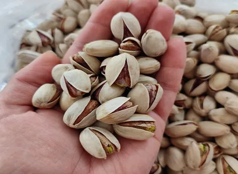 راهنمای خرید پسته کله قوچی سبزوار + قیمت عالی