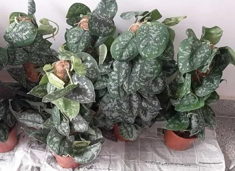 گل پتوس ببری؛ برگ پهن آپارتمان ضخیم رگه سفید Green