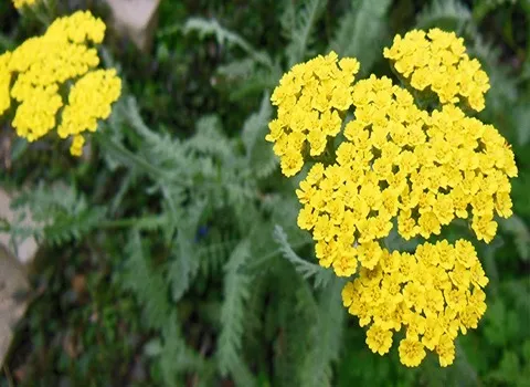 گیاه بومادران زرد؛ دمنوش ضد میکروب درمان افسردگی Asia