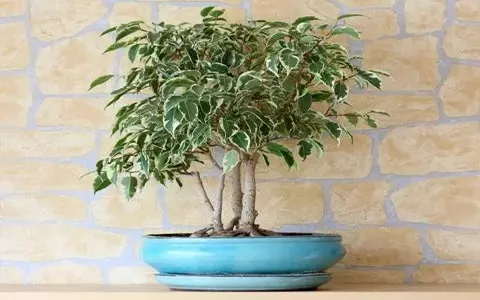 خرید و قیمت بهترین انواع درختچه زینتی آپارتمانی