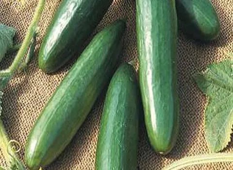 قیمت خیار گلخانه ای در اصفهان