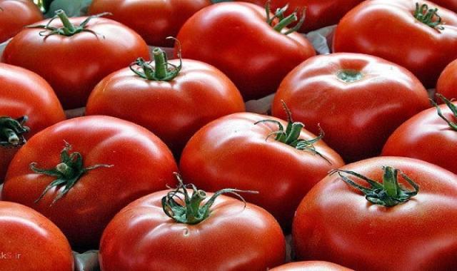 قیمت گوجه فرنگی در کارخانه رب امروز