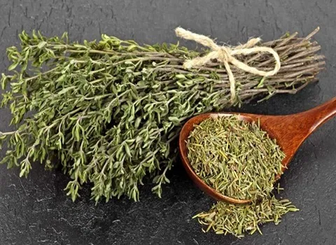 آویشن شیرازی عمده (دارو گیاهی) طبیعی ارگانیک درمان درد عفونت