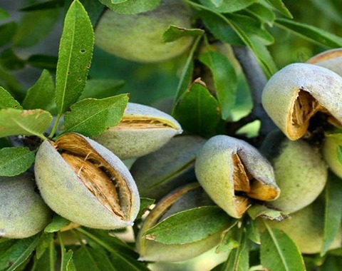 بادام مامایی عمده همراه با توضیحات کامل و آشنایی