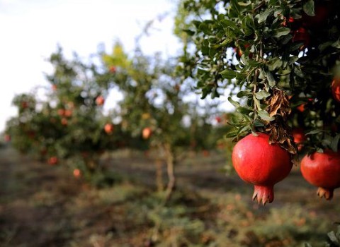 قیمت انواع انار یزد + خرید ارزان