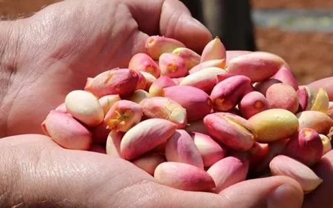 پسته تازه شاه پسند دامغان؛ مغر درشت حاوی پروتئین رفع کم خونی