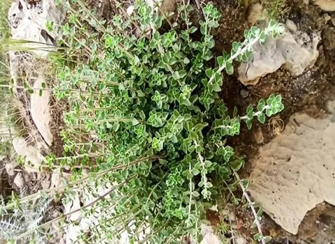 قیمت گیاه آویشن + خرید فروش