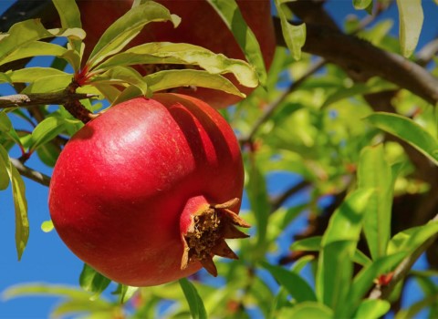 بهترین انار صادراتی ایران و آشنایی با تعرفه ها و شرایط آن