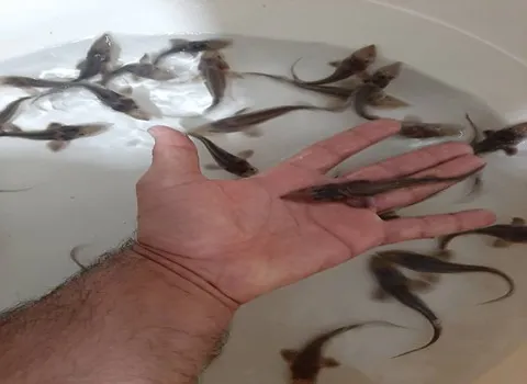 معرفی ماهی خاویار کوچک + بهترین قیمت خرید