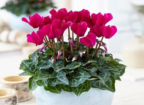 بهترین گل زینتی سیکلامن + قیمت خرید عالی