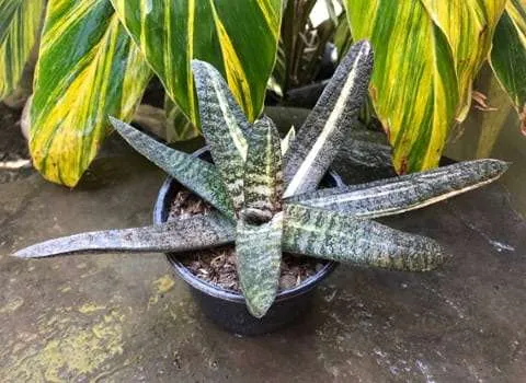 قیمت خرید گل آلوئه ورا ابلق + طرز تهیه