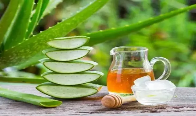 خرید گیاه آلوورا خوراکی + بهترین قیمت