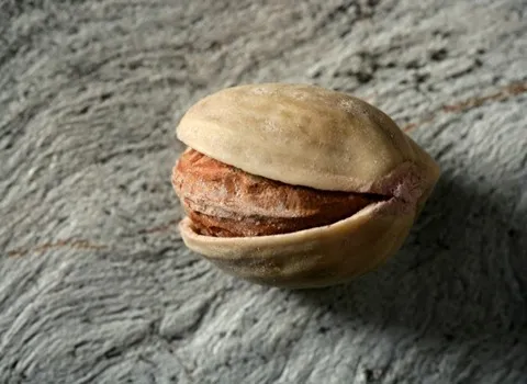 معرفی پسته خام فندقی + بهترین قیمت خرید