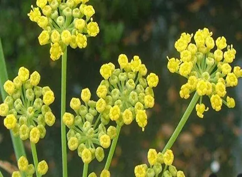 آنغوزه خراسان رضوی آشنایی صفر تا صد قیمت خرید عمده