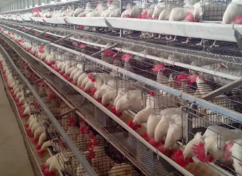 تجهیزات مرغداری در شیراز؛ بادوام استحکام بالا فلز محکم Iran