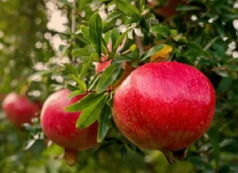 قیمت انار + خرید و فروش عمده