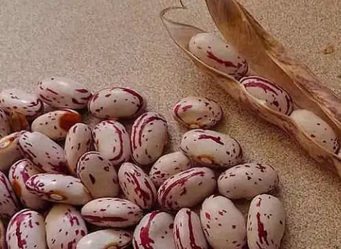 قیمت لوبیا چیتی زودرس + پخش تولیدی عمده کارخانه