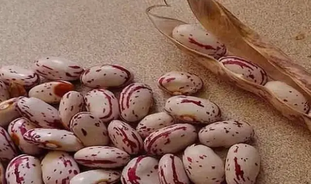 قیمت لوبیا چیتی زودرس + پخش تولیدی عمده کارخانه