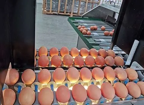 راهنمای خرید کندلینگ تخم مرغ با شرایط ویژه و قیمت استثنایی