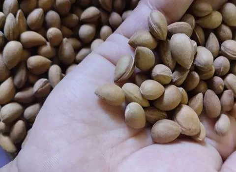 بادام کوهی جنوب؛ دارو گیاهی (آهن فسفر کلسیم) مسکن درد