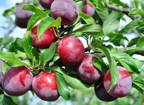 آلو قرمز | خرید انواع آلو قرمز در بسته بندی های مختلف