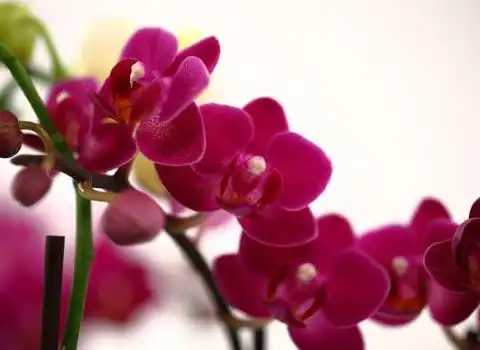 بهترین گل ارکیده قرمز + قیمت خرید عالی