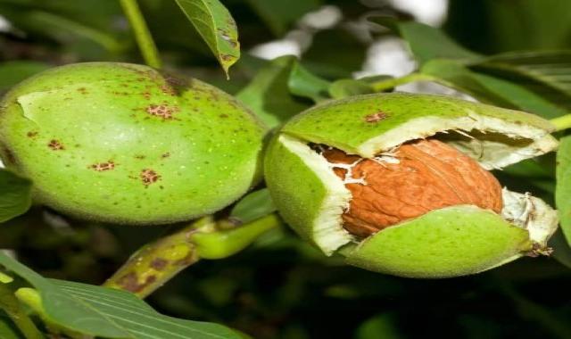 گردو با پوست سبز؛ نرم سیستم ایمنی سفت Antioxidants