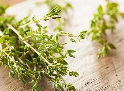 آویشن کوهی شیرازی؛ گیاه دارویی آرایشی بهداشتی تازه خشک خوش عطر