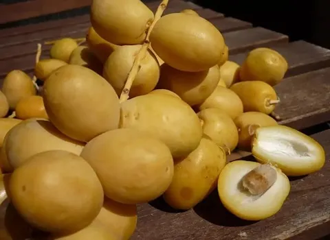 خرید انواع خرما خارک کبکاب + قیمت