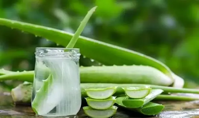 آلوئه ورا در ایران؛ تقویت پوست 3 کاربرد (آرایشی پزشکی داروسازی)