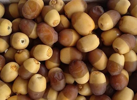 خرما خارک اعلا در بوشهر