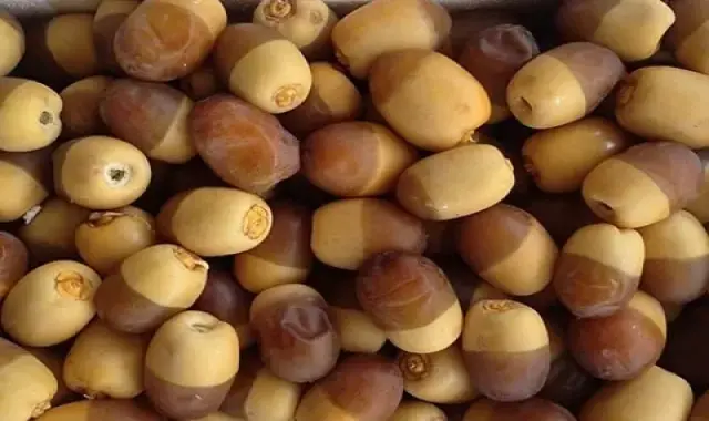 خرما خارک اعلا در بوشهر