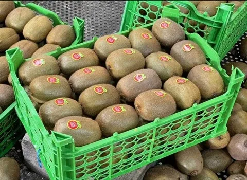 خرید و قیمت روز کیوی هایوارد صادراتی