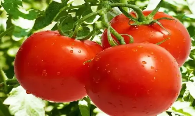 گوجه فرنگی در میدان تره بار کرج (صیفی جات) ارگانیک بهداشتی چاشنی آنتی اکسیدان tomato