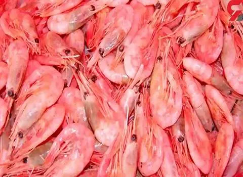 قیمت میگو صورتی بوشهر