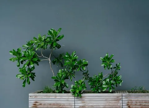 گل آپارتمانی شفلرا ابلق؛ چتری 2 روش تکثیر بذر پاجوش پذیرایی