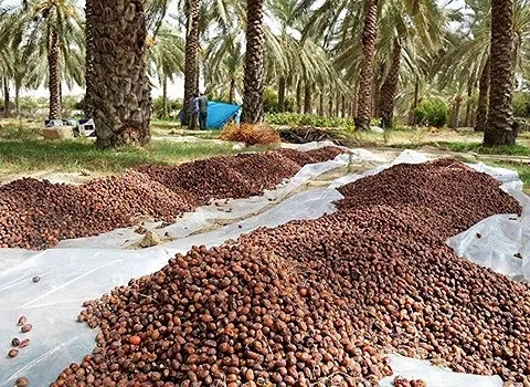 قیمت خرما ضایعاتی شیراز + پخش تولیدی عمده کارخانه