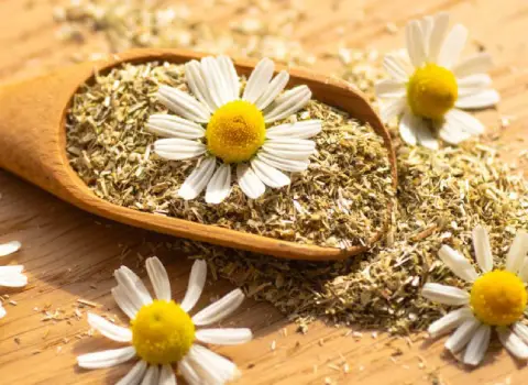 قیمت خرید گل بابونه سفید خشک + عکس