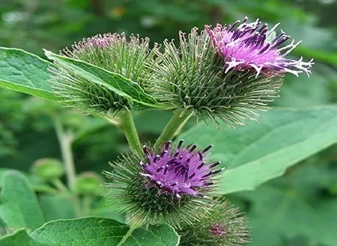 گیاه بابا آدم؛ دارویی درمانی زینتی درمان نقرس سرطان رماتیسم