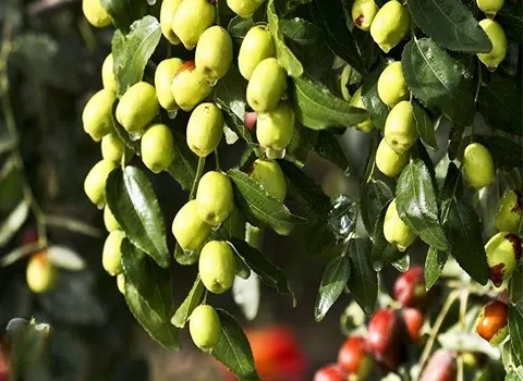 عناب تازه سبز (خرمای قرمز) تصفیه خون هضم غذا 2 نوع خشک تر