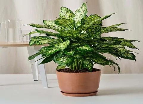 قیمت خرید گیاه دیفن باخیا سبز + راهنمای استفاده