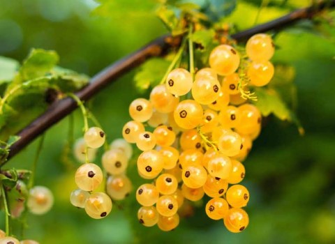 انگور فرنگی خاردار؛ رنگ سبز آبدار شیرین مختص مربا ترشی