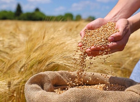 بذر گندم سیروان یکدست درجه یک عمده قیمت مناسب کد 28