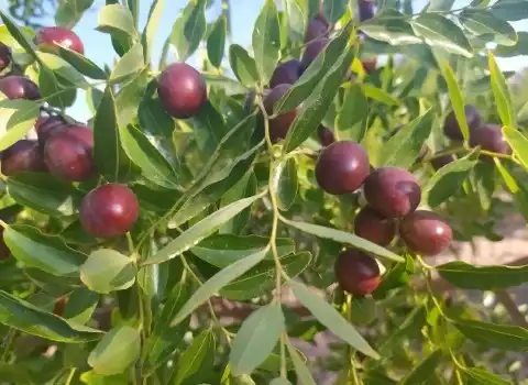 قیمت خرید عناب اصفهان + فروش در تجارت و صادرات