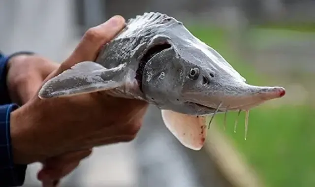 خرید ماهی خاویار دریای مازندران + بهترین قیمت