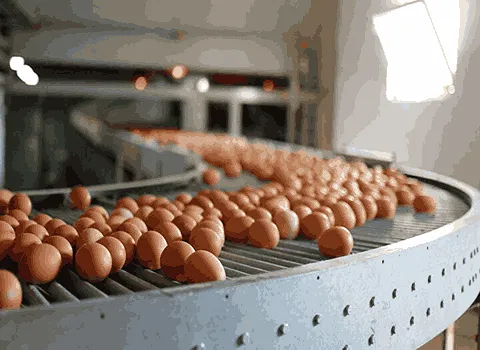 دستگاه سورتینگ تخم مرغ همراه با توضیحات کامل و آشنایی