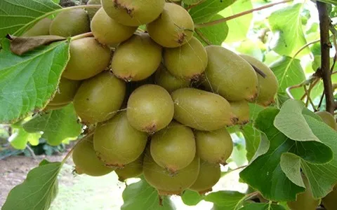 قیمت کیوی سردرختی