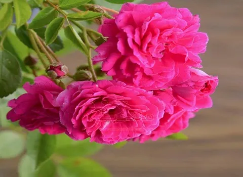 شناخت گل نسترن خوشه‌ای و مناطقی که رشد می کند