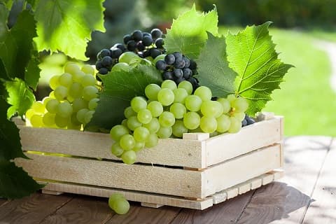 دانستنی: تعرفه واردات انگور، اهمیت کانال سوئز، کالای مصرفی بازار سوریه، محصولات وارداتی به ساحل عاج و ۸ دانستنی دیگر